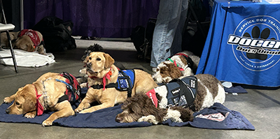 A fluffy pile of five service dogs. Four are napping; one is looking up.